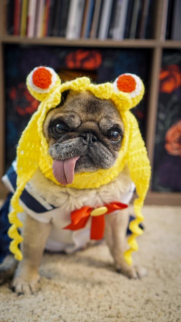 /images/uploads/pug nation rescue of los angeles/pugnation2020/entries/11265thumb.jpg